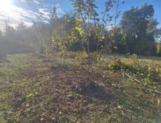 очистка ореха