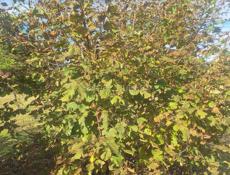 очистка ореха