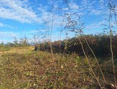 очистка ореха