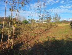 очистка ореха