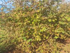 очистка ореха