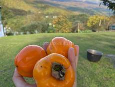 Хурма на водку 