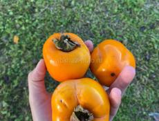 Хурма на водку 