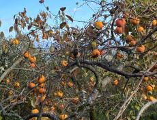 Хурма на водку 