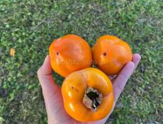 Хурма на водку 