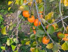 Хурма на водку 