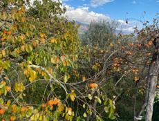 Хурма на водку 