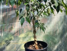 Фикус Бенджамина 