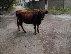 Продам корову и бычка