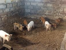 Продам поросят