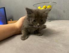 Котенок полукровка 