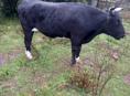 Продаю Бычка 