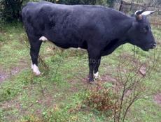 Продаю Бычка 