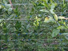 САЖЕНЦЫ ЦИТРУСОВЫЕ