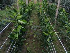 САЖЕНЦЫ ЦИТРУСОВЫЕ