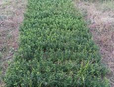 САЖЕНЦЫ ЦИТРУСОВЫЕ