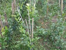 САЖЕНЦЫ ЦИТРУСОВЫЕ