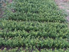 САЖЕНЦЫ ЦИТРУСОВЫЕ