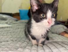 кот дворняшка