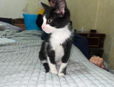 кот дворняшка 