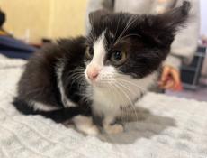 кот дворняшка