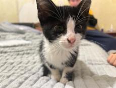 кот дворняшка