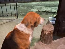 Собака в Новом -Афоне