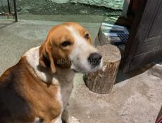 Собака в Новом -Афоне