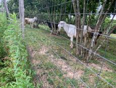 продаю козла белого не кастрированного породистого