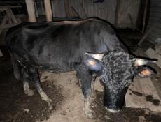 Продается бык 130 кг