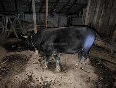 Продается бык 130 кг