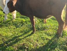 Продается бычок