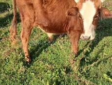 Продается бычок