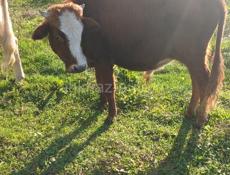 Продается бычок