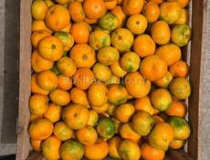 продается мандарины сентябрь