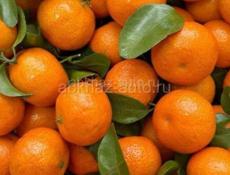 Ищу работу на сбор Мандарин 