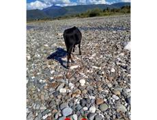 Срочно продается бычок 