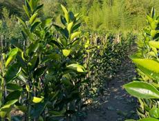 Продаются саженцы