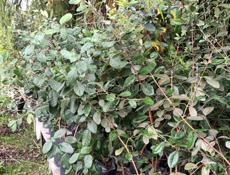 Продажа ландшафтных растений высокого качества  для сада и парка .