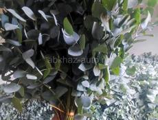 Продажа ландшафтных растений высокого качества  для сада и парка .