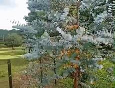 Продажа ландшафтных растений высокого качества  для сада и парка .