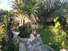 Продажа ландшафтных растений высокого качества  для сада и парка .