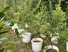 Продажа ландшафтных растений высокого качества  для сада и парка .