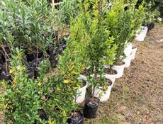 Продажа ландшафтных растений высокого качества  для сада и парка .