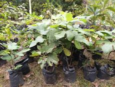 Продажа ландшафтных растений высокого качества  для сада и парка .