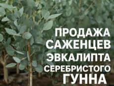 Продажа ландшафтных растений высокого качества  для сада и парка .