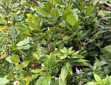 Продажа ландшафтных растений высокого качества  для сада и парка .