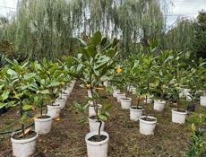 Продажа ландшафтных растений высокого качества  для сада и парка .