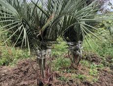 Продажа ландшафтных растений высокого качества  для сада и парка .