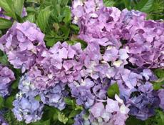 Продажа ландшафтных растений высокого качества  для сада и парка .